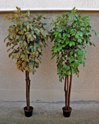 059 Veštako drveće